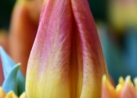 Tulipa Blushing Flight ® (4)